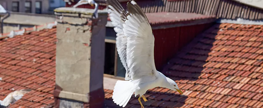 Residential Chimney Animal Removal Solution in Morton, IL