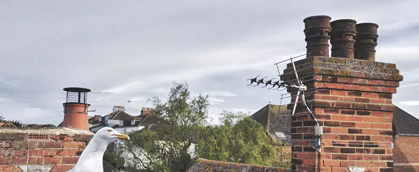 Chimney Cleaning And Restoration in Morton, Illinois